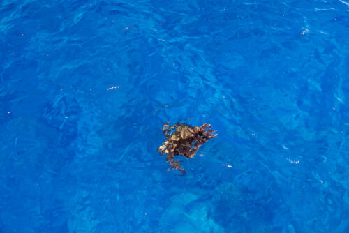 透明度が高い八丈小島の海。ウミガメの姿も！